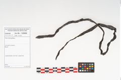 Foto von Rohhaut (NHMW-PRAE-125958)